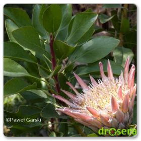 Protea królewska (Protea cynaroides)